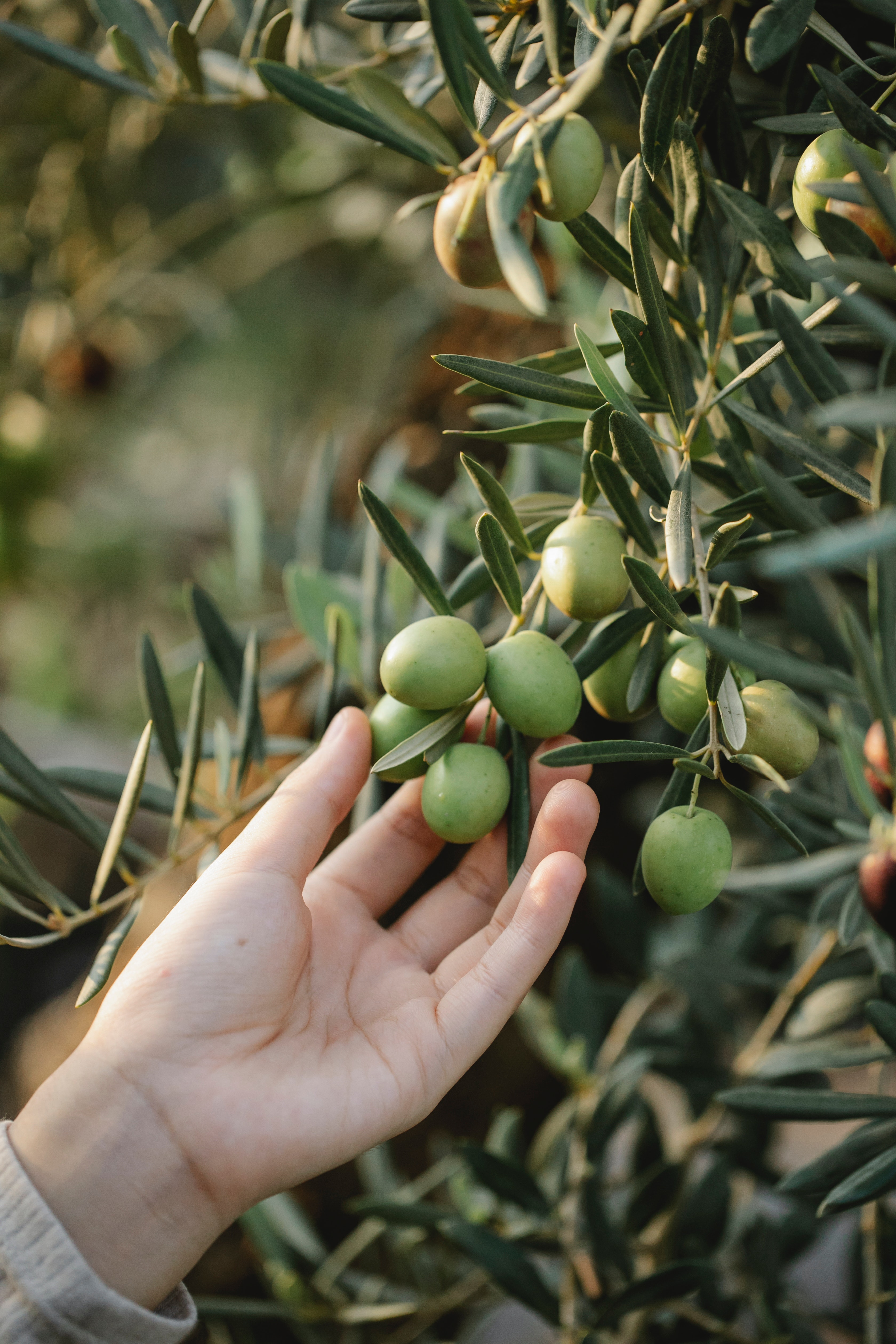 Holding unripe olives