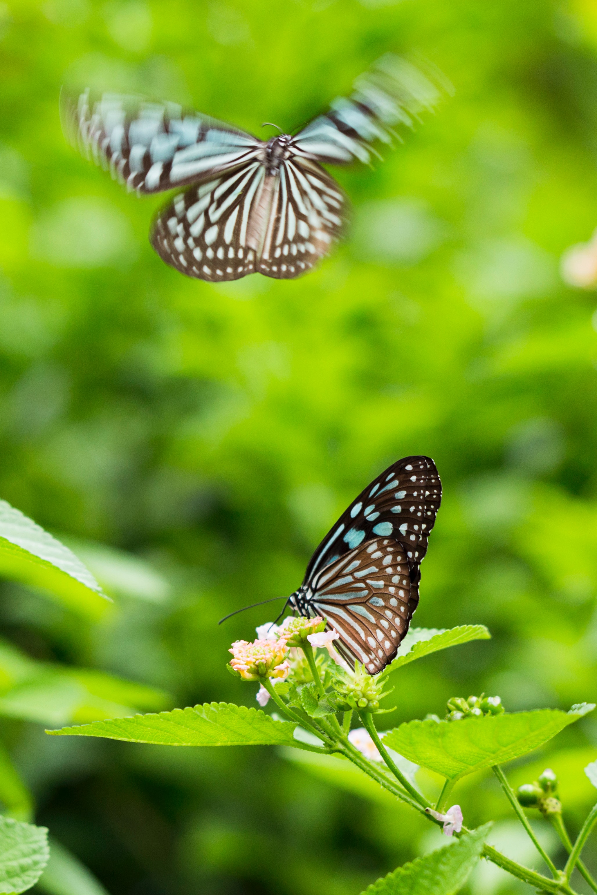 Butterflies on leaves