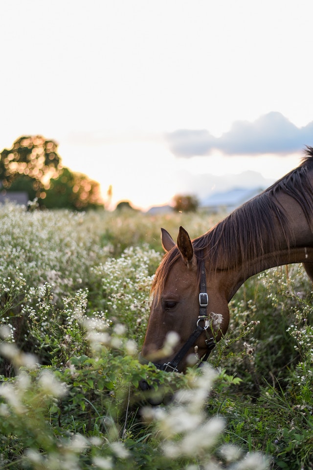 Horse grazing, too!