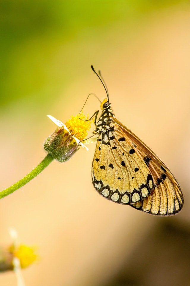 Butterfly sipping the nectar of a flower